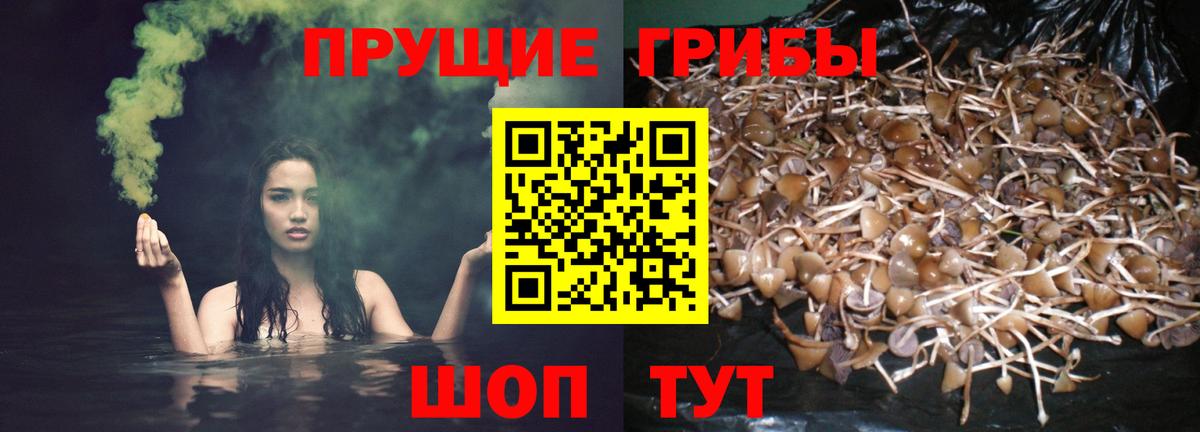 Псилоцибиновые грибы MAGIC MUSHROOMS  Вход с VPN  Кудрово  Псилоцибиновые грибы Magic Shrooms 